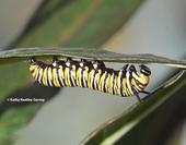 Monarch caterpillar on milkweed in a Vacaville garden. (Photo by Kathy Keatley Garvey)